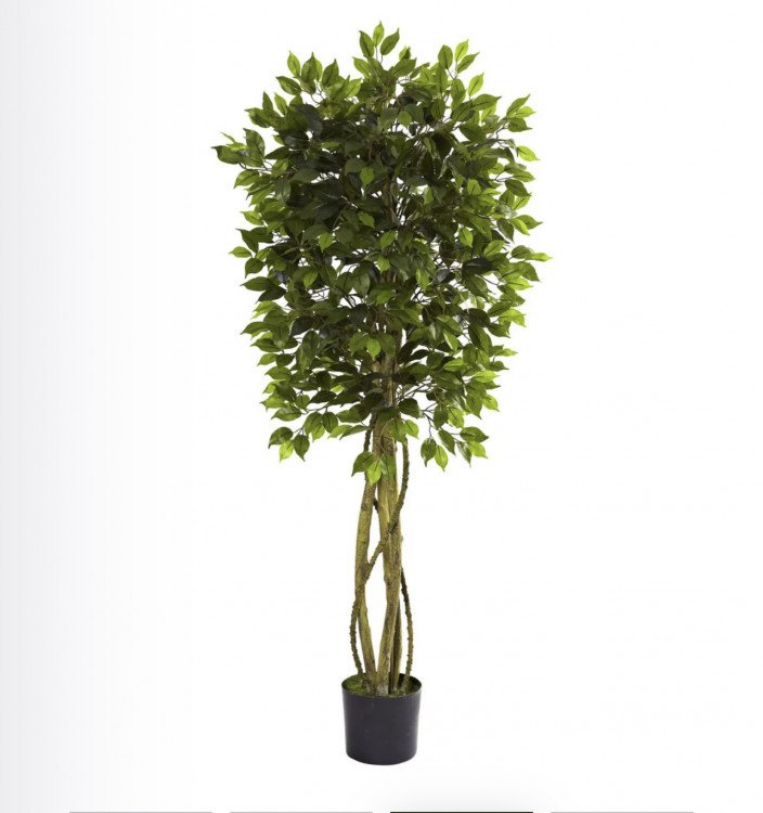 5.5' Ficus Tree  (Indoor/Outdoor)